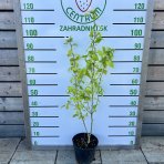 Ibištek sýrsky (Hibiscus syriacus) ´MONSTROSUS´ – výška 110-130 cm, kont. C5L 